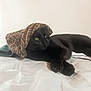 black_cat, cat, pet, animal, green_eyes, knit_hat, hat, bed, indoor, relaxed, lying_down, feline, cozy, cute, whiskers, domestic_cat, sleepy, resting, soft_lighting, closeup