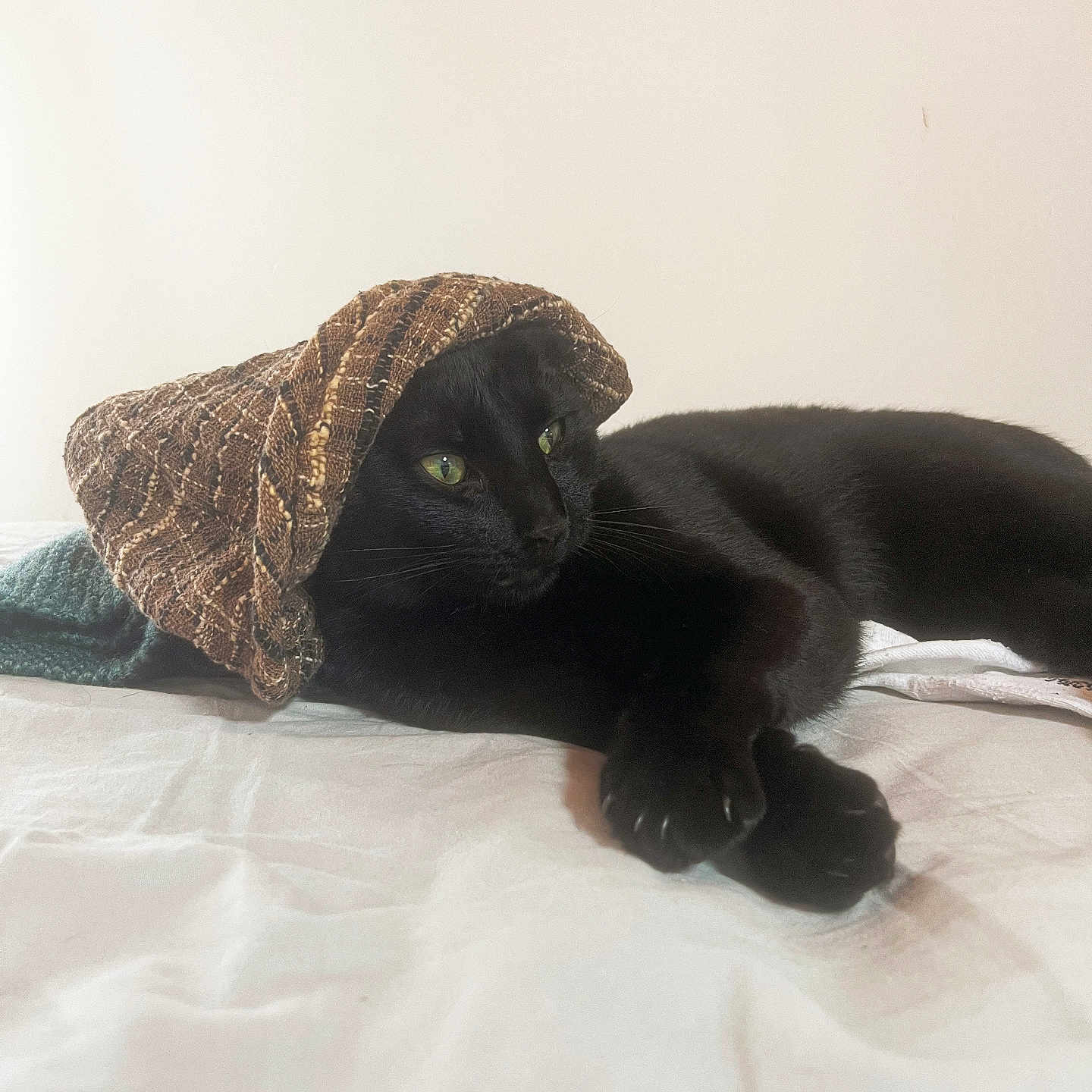 Benedito participe au concours pour gagner de l'argent avec cette photo : animal, bed, black_cat, cat, closeup, cozy, cute, domestic_cat, feline, green_eyes, hat, indoor, knit_hat, lying_down, pet, relaxed, resting, sleepy, soft_lighting, whiskers