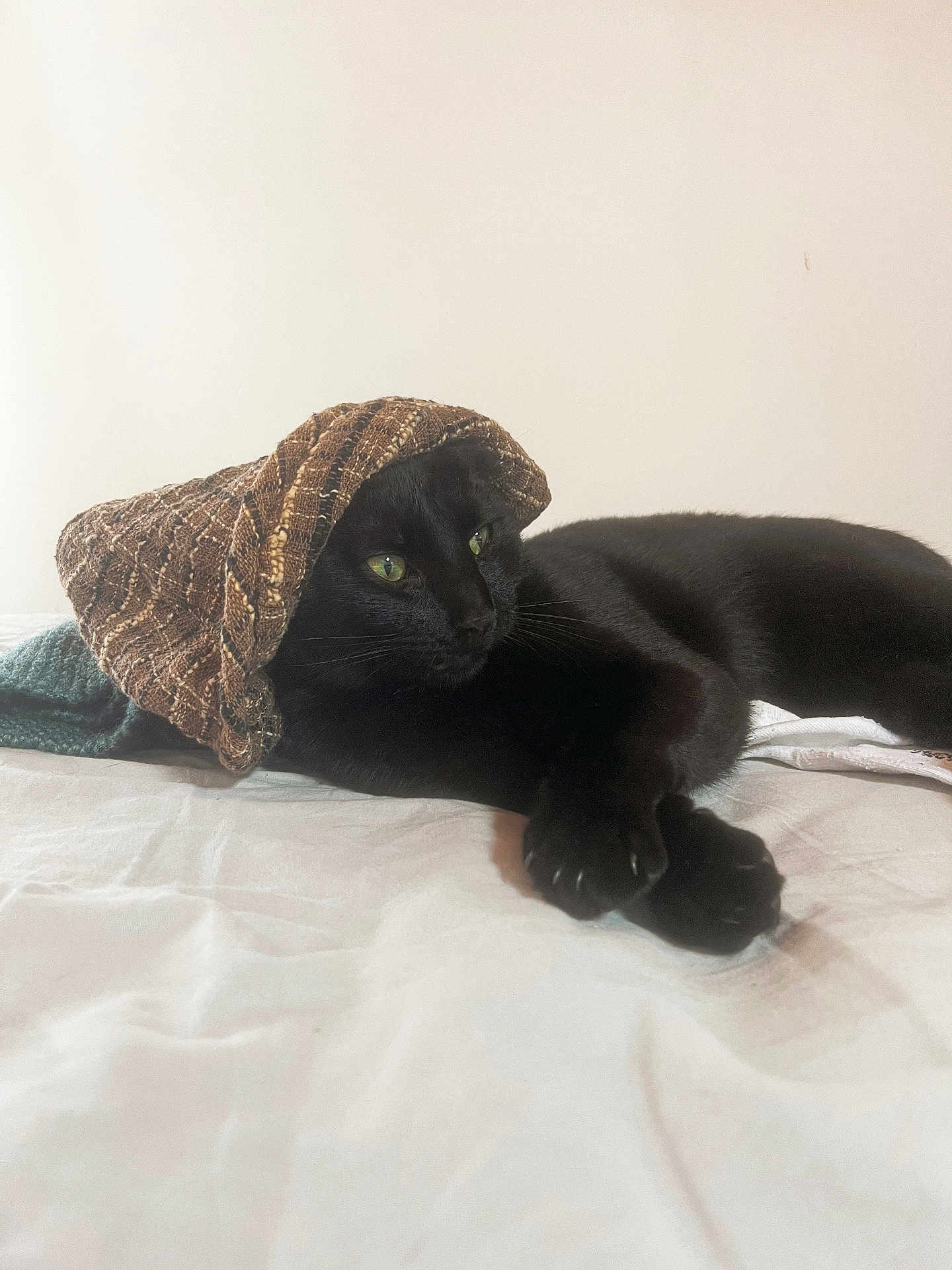 Benedito participe au concours pour gagner de l'argent avec cette photo : black_cat, cat, pet, animal, green_eyes, knit_hat, hat, bed, indoor, relaxed, lying_down, feline, cozy, cute, whiskers, domestic_cat, sleepy, resting, soft_lighting, closeup