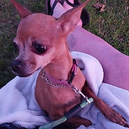 Pixie Deidrich is registered to the contest to win money with this photo: blanket, casual, chihuahua, collar, dog, ears, flip_flops, fur, grass, lap, leash, legs, outdoor, person, pet, relaxing, sitting, small_dog, tattoo, toes