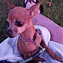 blanket, casual, chihuahua, collar, dog, ears, flip_flops, fur, grass, lap, leash, legs, outdoor, person, pet, relaxing, sitting, small_dog, tattoo, toes