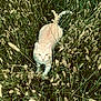 cat, cream_colored, grass, field, outdoor, animal, nature, plant, green, furry, pet, wildlife, closeup, walking, predator, eyes, tail, fur, natural_light, flora
