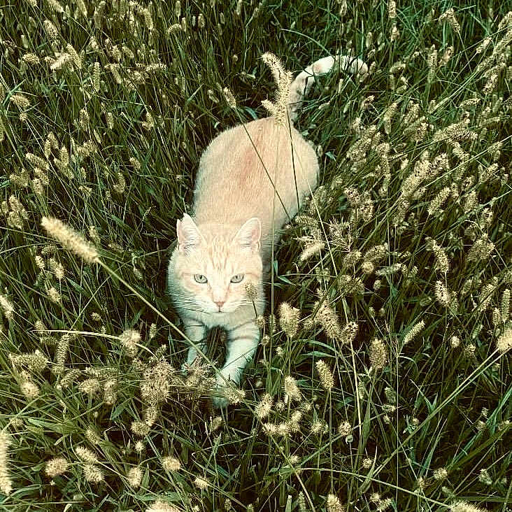 Wizz participe au concours pour gagner de l'argent avec cette photo : animal, cat, closeup, cream_colored, eyes, field, flora, fur, furry, grass, green, natural_light, nature, outdoor, pet, plant, predator, tail, walking, wildlife