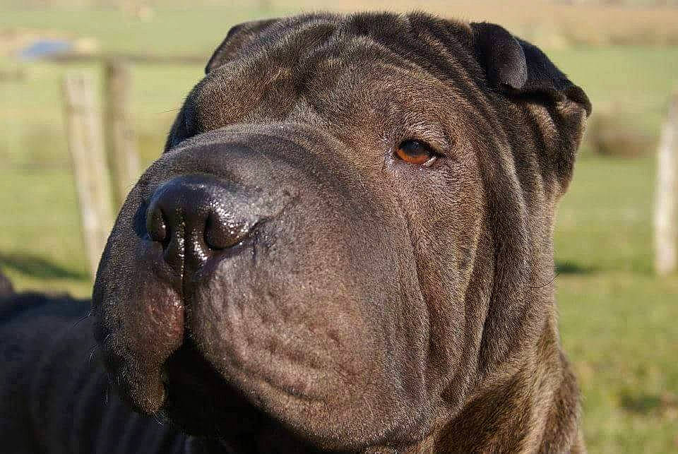 Dali participe au concours pour gagner de l'argent avec cette photo : alaunt, ancient_dog_breeds, bandog, canidae, carnivore, dog, dog_breed, korean_mastiff, mammal, molosser, non_sporting_group, old_english_bulldog, ori_pei, shar_pei, snout, sporting_group, vertebrate, wrinkle