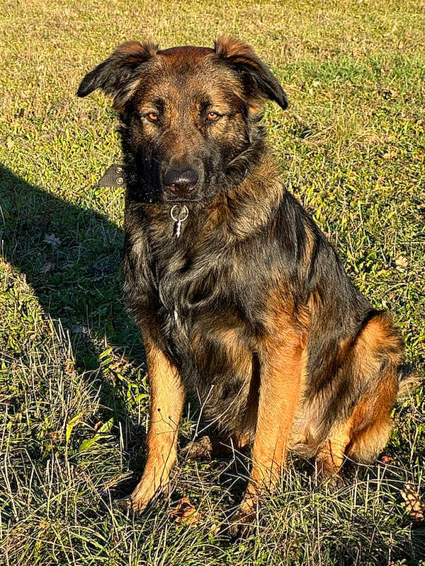 Kuma