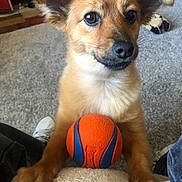 Robert Winningham is registered to the contest to win money with this photo: animal, ball, brown_fur, carpet, companion, cute, dog, domestic_animal, ears, eyes, floor, home, indoor, looking_up, nose, paws, pet, playful, toy, waiting