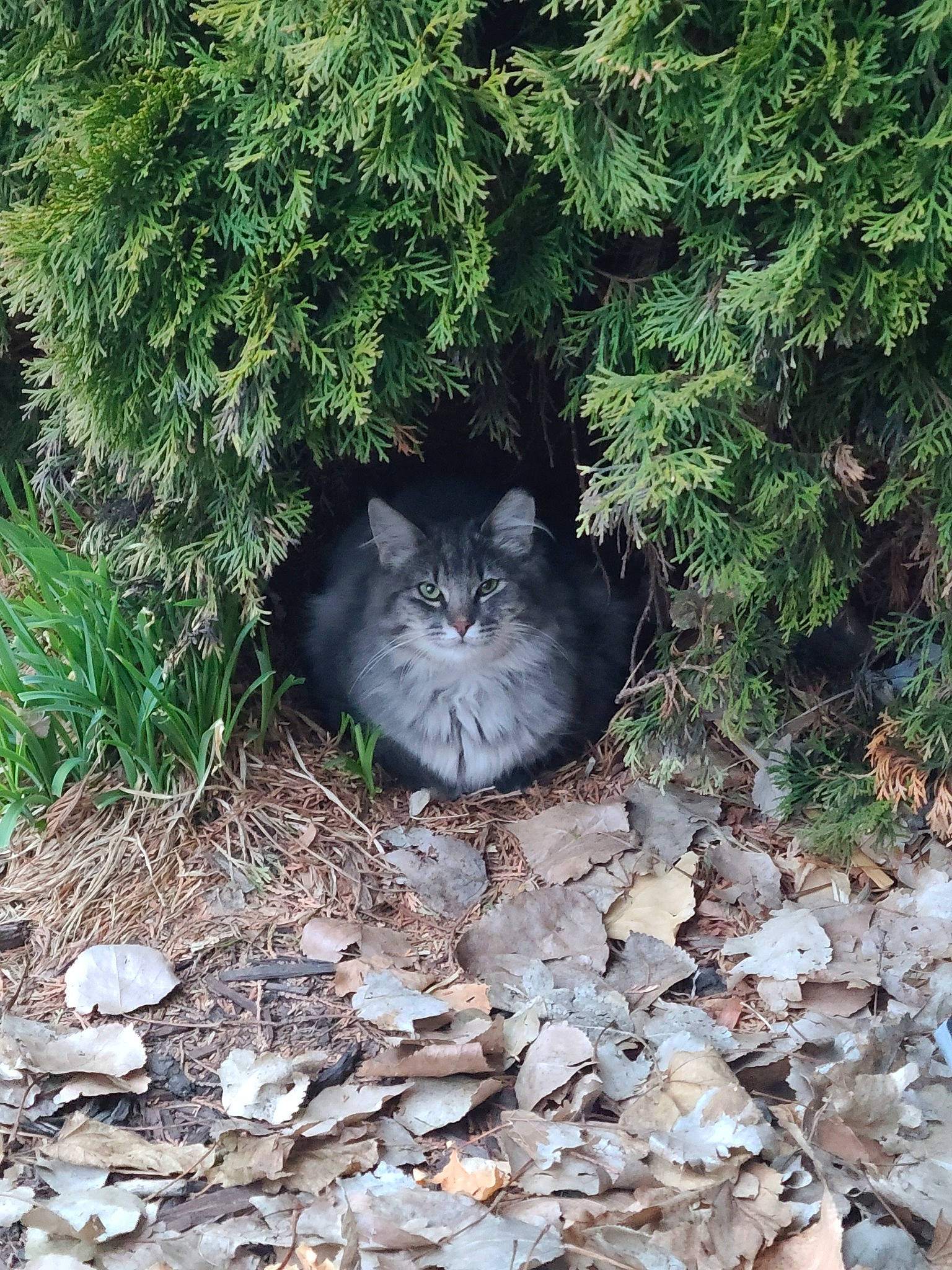 L.c joined the competition — help win amazing prizes! carnivore, cat, conifer, domestic_short_haired_cat, felidae, fur, grass, groundcover, herb, plant, shrub, small_to_medium_sized_cats, snout, soil, subshrub, tail, terrestrial_animal, twig, whiskers, wood