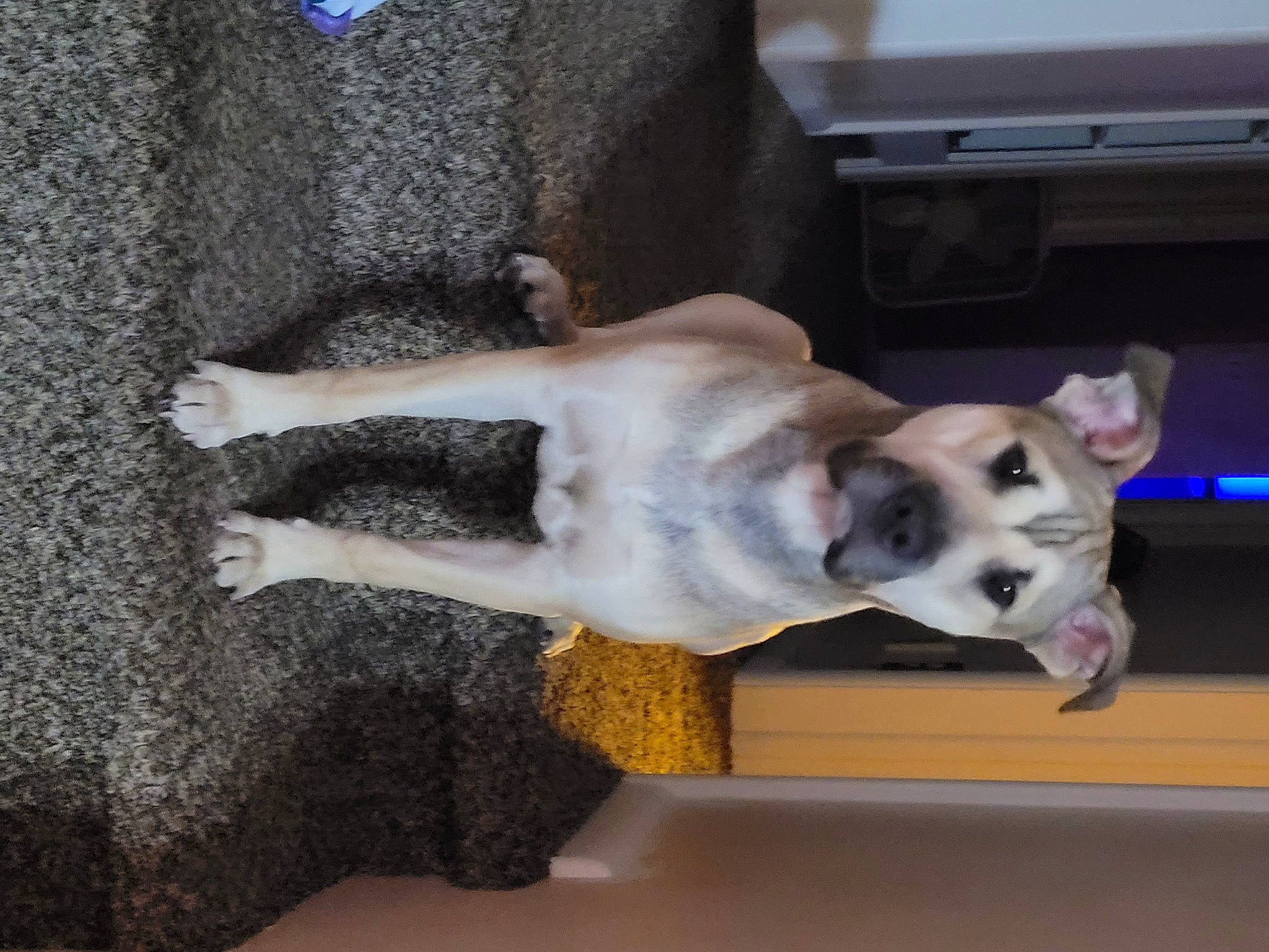 Milo is registered to the contest to win money with this photo: canidae, carnivore, collar, companion_dog, dog, dog_breed, dog_collar, door, fawn, flooring, fur, jaw, non_sporting_group, paw, pet_supply, snout, sporting_group, tail, wood, working_animal