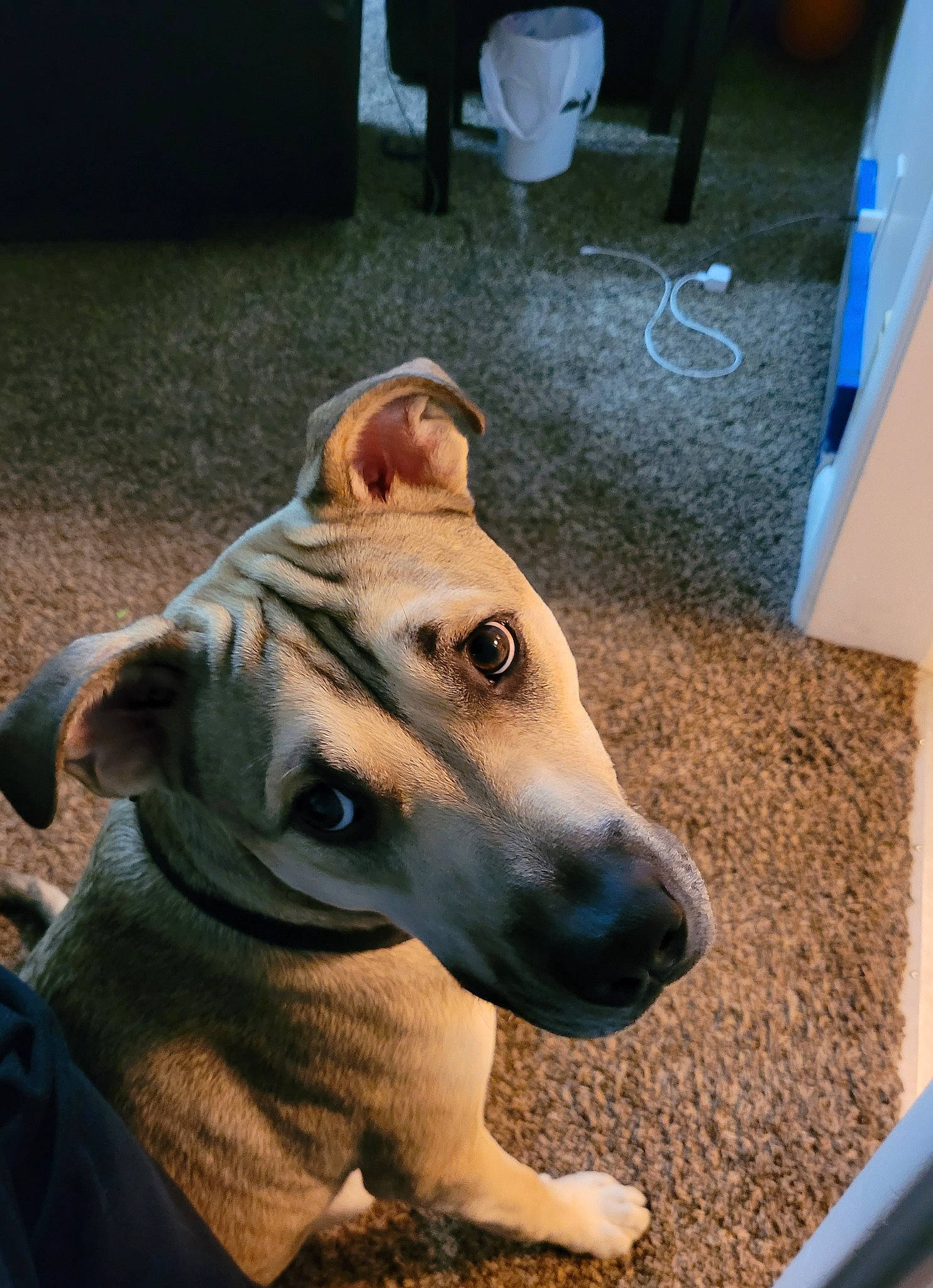 Milo is registered to the contest to win money with this photo: canidae, carnivore, chair, collar, companion_dog, dog, dog_breed, dog_collar, fawn, flooring, fur, guard_dog, non_sporting_group, pet_supply, snout, sporting_group, street_dog, whiskers, working_animal, working_dog