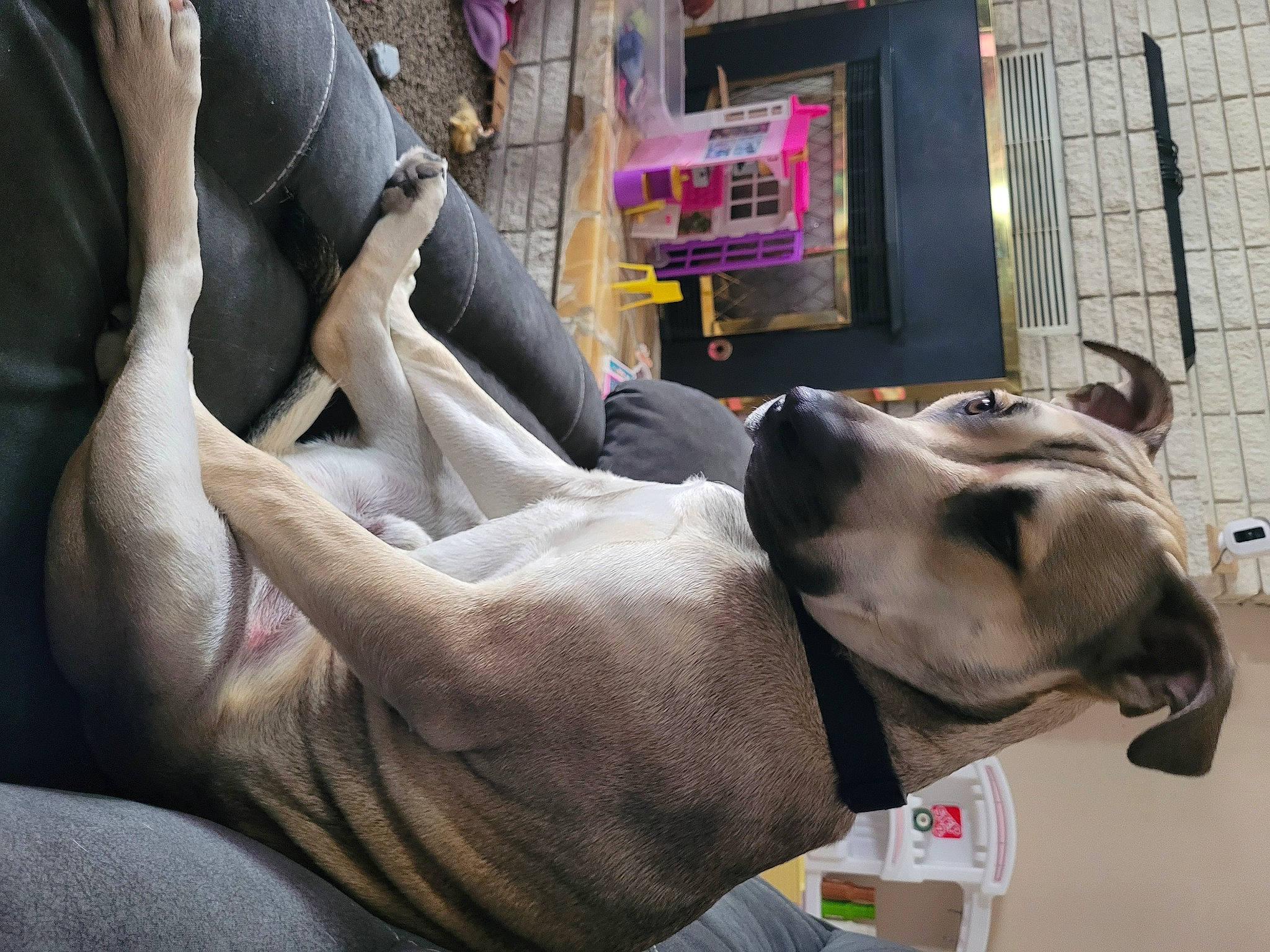 Milo joined the competition — help win amazing prizes! building, canidae, carnivore, collar, comfort, companion_dog, dog, dog_breed, dog_collar, ear, fawn, gesture, human_leg, jaw, leash, pet_supply, snout, sporting_group, window, working_animal