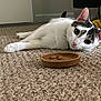 cat, feline, pet, carpet, bowL, kibble, indoor, domestic, collar, bell, lying_down, portrait, whiskers, paw, curious, head_tilt, cozy, home_interior, tabby, relaxed