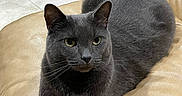 Archie is registered to the contest to win money with this photo: cat, gray_cat, pet, animal, feline, indoor, couch, leather, relaxed, stretching, paw, fur, whiskers, yellow_eyes, home, floor, balloon, black_bag, furniture, domestic