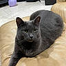 cat, gray_cat, pet, animal, feline, indoor, couch, leather, relaxed, stretching, paw, fur, whiskers, yellow_eyes, home, floor, balloon, black_bag, furniture, domestic