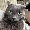 Archie is registered to the contest to win money with this photo: cat, gray_cat, close_up, green_eyes, pet, feline, whiskers, indoor, cozy, blanket, fur, portrait, animal, domestic_cat, cute, relaxed, judging_look, kitchen, background, soft_texture