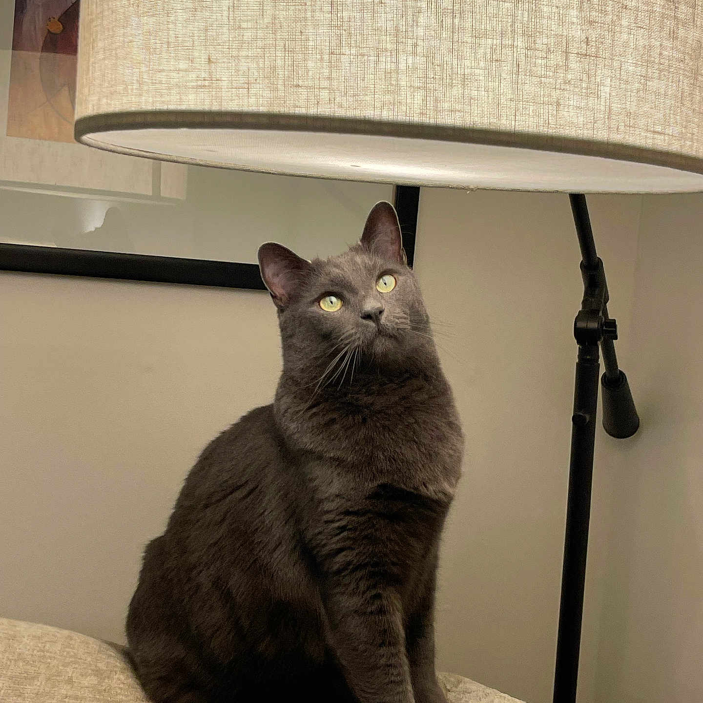 Archie