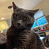 Archie joined the competition — help win amazing prizes! cat, gray_cat, pet, indoor, close_up, yellow_eyes, feline, whiskers, fur, kitchen, window, lighting, animal, domestic_animal, portrait, cute, cozy, home, unimpressed, photogenic