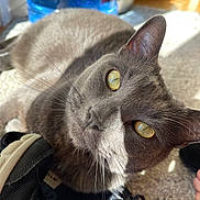 Archie joined the competition — help win amazing prizes! cat, gray_cat, yellow_eyes, pet, indoor, sunlight, carpet, shoe, close_up, whiskers, fur, curious, domestic_animal, animal, home, reflection, face, ear, nose, eye