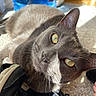 cat, gray_cat, yellow_eyes, pet, indoor, sunlight, carpet, shoe, close_up, whiskers, fur, curious, domestic_animal, animal, home, reflection, face, ear, nose, eye