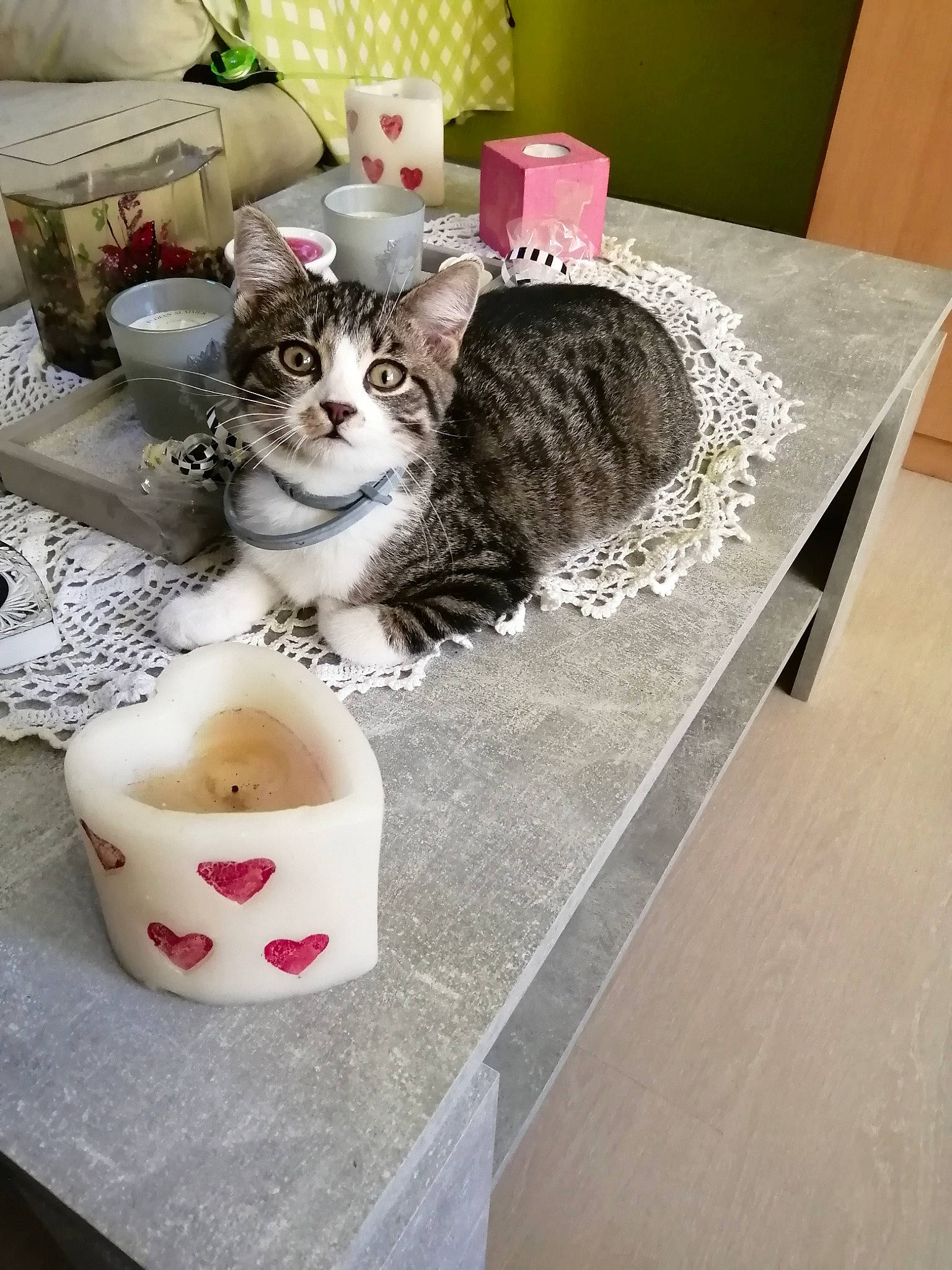 Miaouss a rejoint le concours — aidez-le/la à gagner de superbes lots ! carnivore, cat, ceramic, cup, domestic_short_haired_cat, drinkware, felidae, fur, home_accessories, household_supply, interior_design, lamp, linens, paper_towel, pet_supply, porcelain, serveware, small_to_medium_sized_cats, tissue_paper, whiskers