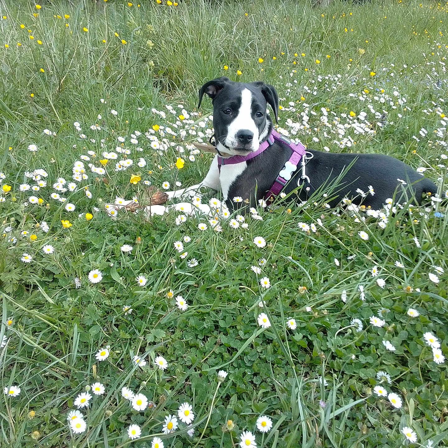 Chika a rejoint le concours — aidez-le/la à gagner de superbes lots ! anemone, animal, canine, countryside, daisy, dog, field, flower, grass, grassland, herbal, herbs, meadow, nature, outdoors, pet, petal, plant, puppy, vegetation