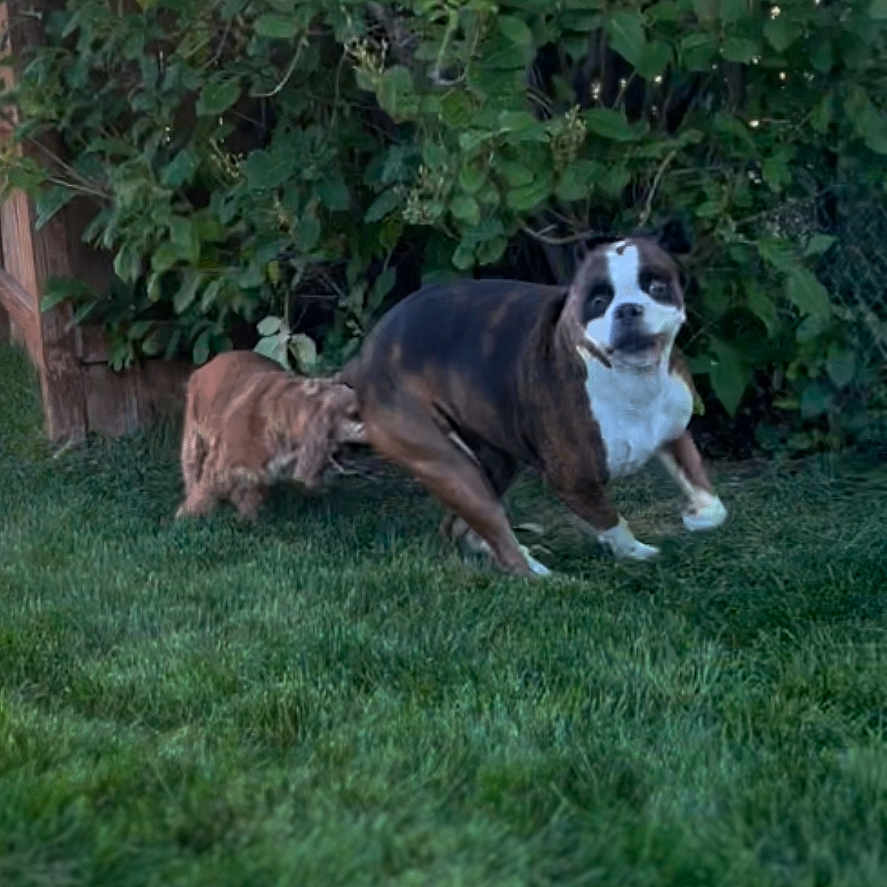 Bella And Ginger is registered to the contest to win money with this photo: animal, backyard, bushes, canine, companions, daytime, dog, fun, fur, garden, grass, greenery, happy, motion, nature, outdoor, pet, playing, tail, two_dogs
