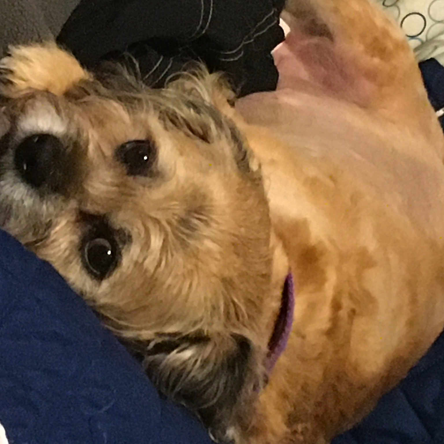 Bailey