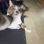 Skittles is registered to the contest to win money with this photo: cat, tabby, white_fur, paw, curious, wide_eyes, selfie, indoor, floor, black_surface, whiskers, close_up, pet, feline, animal, cute, playful, candid, looking_up, house_pet
