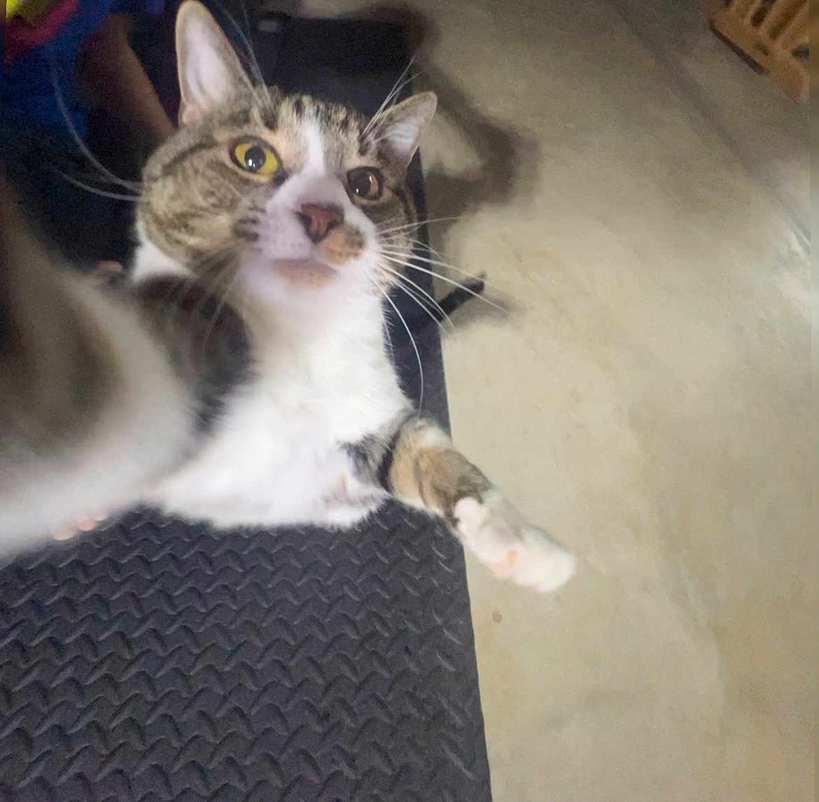Skittles is registered to the contest to win money with this photo: cat, tabby, white_fur, paw, curious, wide_eyes, selfie, indoor, floor, black_surface, whiskers, close_up, pet, feline, animal, cute, playful, candid, looking_up, house_pet