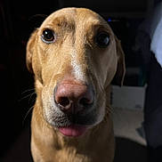 Daisy is registered to the contest to win money with this photo: dog, close_up, indoor, pet, canine, curious, tongue_out, brown_fur, animal, portrait, face, whiskers, ears, nose, looking, friendly, domestic, mammal, companion, cute