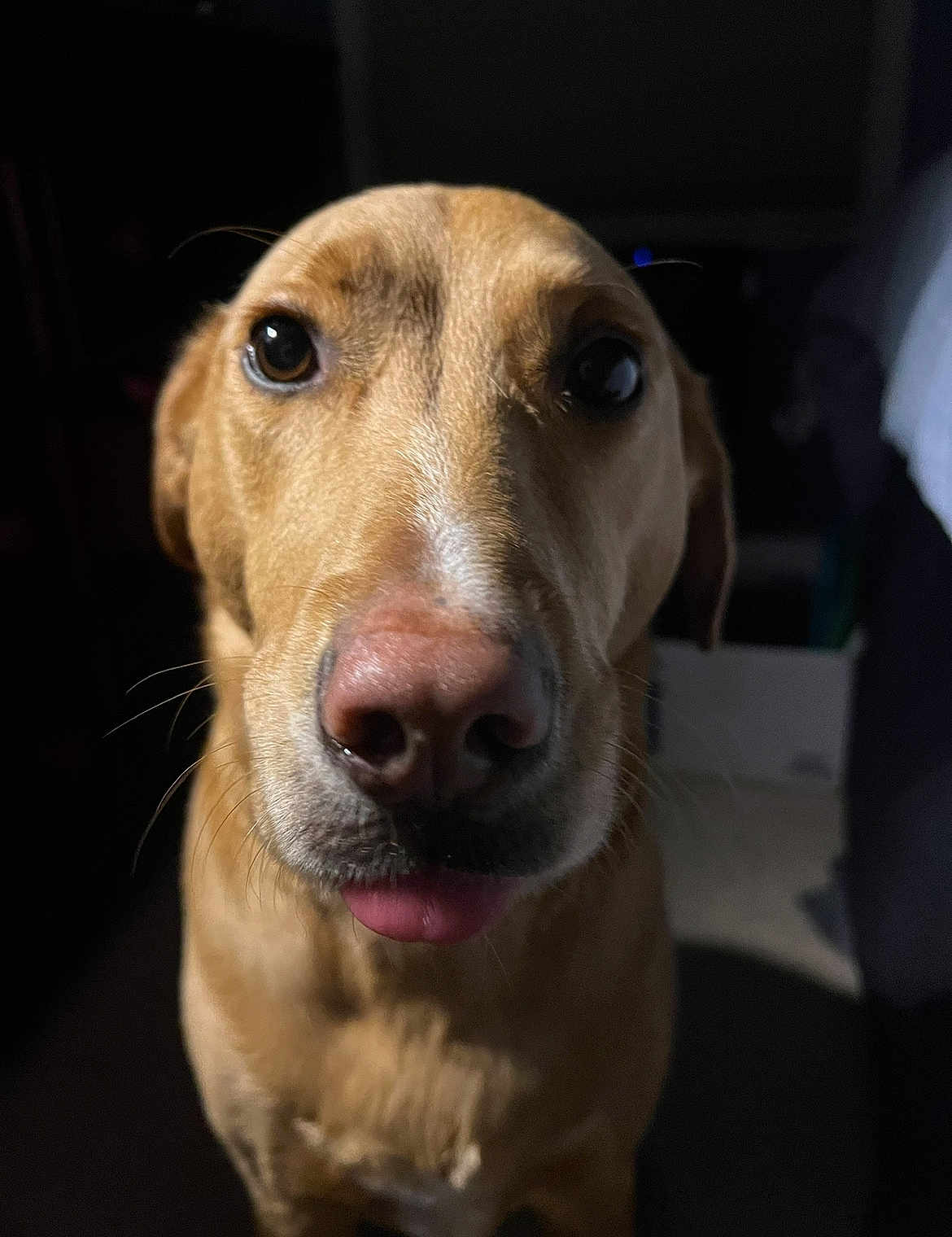 Daisy is registered to the contest to win money with this photo: dog, close_up, indoor, pet, canine, curious, tongue_out, brown_fur, animal, portrait, face, whiskers, ears, nose, looking, friendly, domestic, mammal, companion, cute