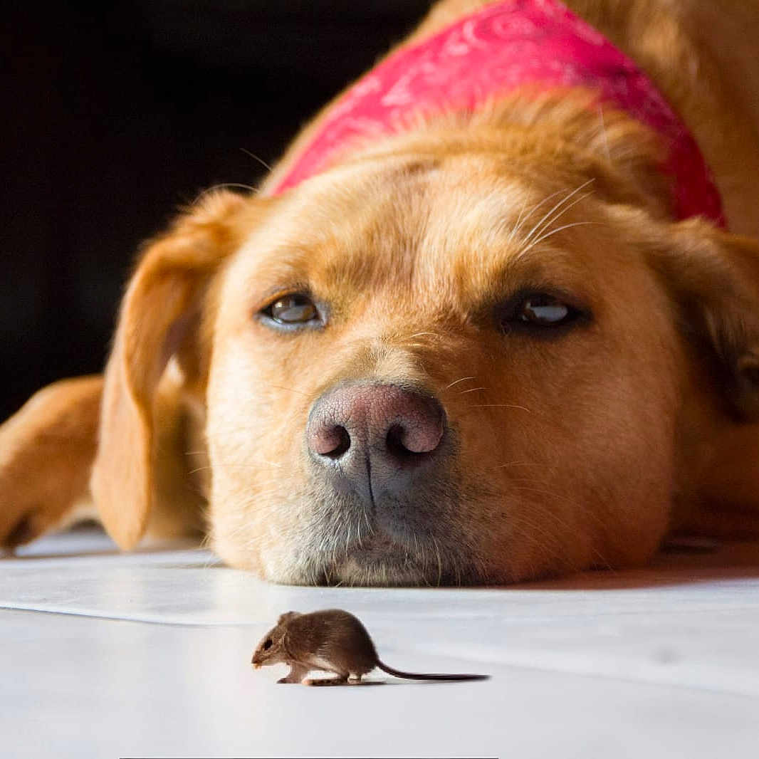 Touffi participe au concours pour gagner de l'argent avec cette photo : dog, mouse, golden_dog, bandana, sleeping, lying_down, animal, pet, mammal, snout, nose, whiskers, brown, golden, pink, floor, indoor, close_up, funny, portrait
