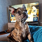 Vaiana participe au concours pour gagner de l'argent avec cette photo : dog, puppy, french_bulldog, brindle, sitting, blanket, blue_blanket, indoor, television, tv_screen, cozy, pet, animal, cute, young_dog, home, living_room, furniture, carpet, box