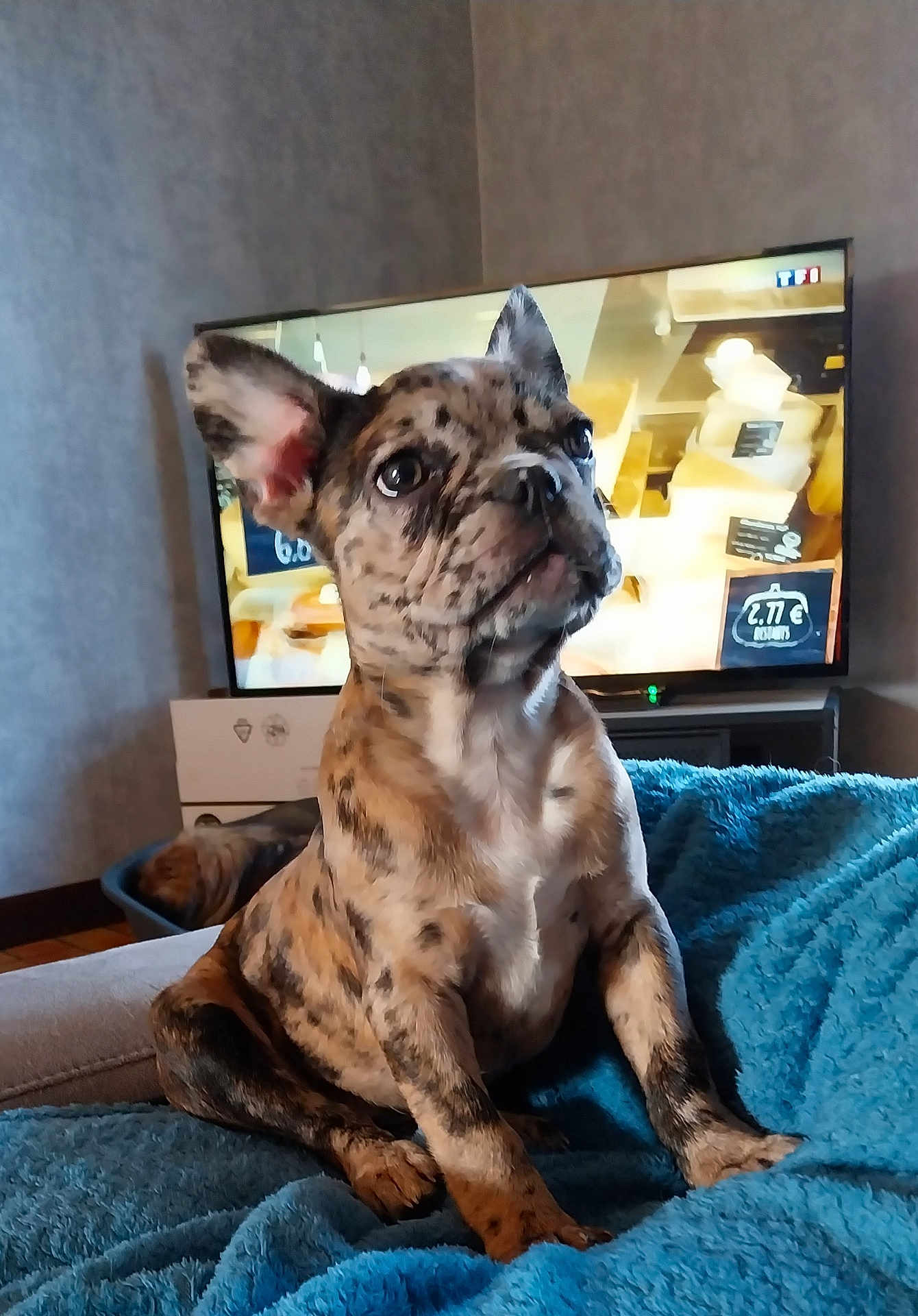 Vaiana participe au concours pour gagner de l'argent avec cette photo : dog, puppy, french_bulldog, brindle, sitting, blanket, blue_blanket, indoor, television, tv_screen, cozy, pet, animal, cute, young_dog, home, living_room, furniture, carpet, box