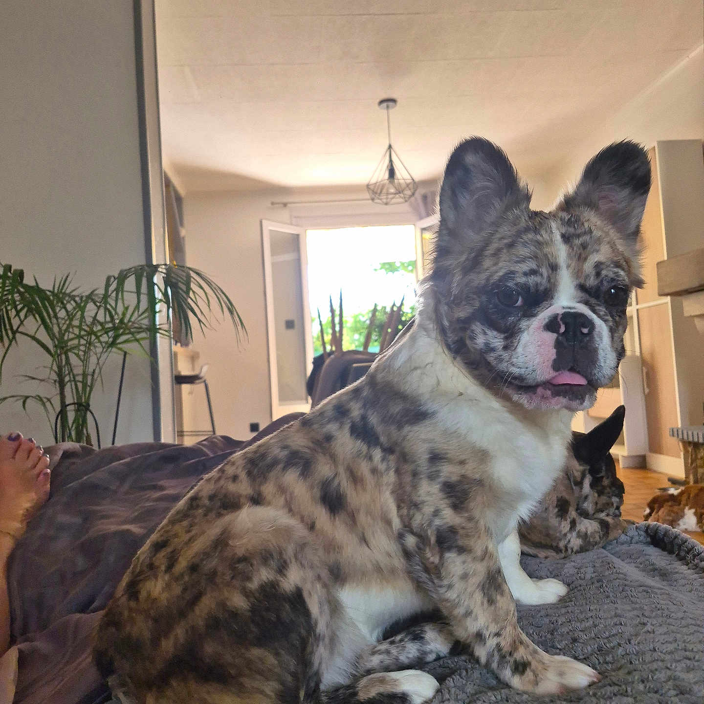 Bella