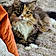 Minette