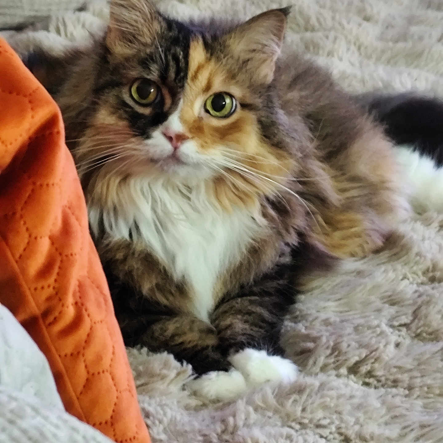 Minette participe au concours pour gagner de l'argent avec cette photo : animal, blanket, calico, cat, closeup, comfort, cozy, cute, feline, fluffy, furry, green_eyes, indoor, lying_down, pet, relaxed, resting, soft_texture, tabby, whiskers