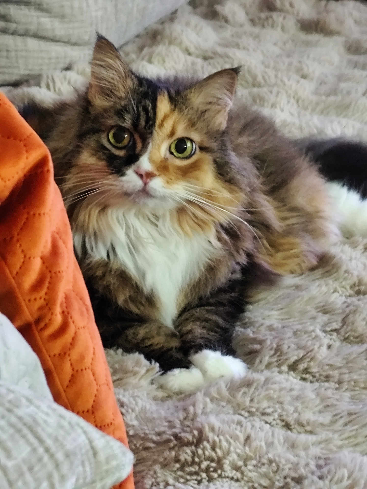 Minette participe au concours pour gagner de l'argent avec cette photo : cat, fluffy, lying_down, green_eyes, furry, pet, animal, indoor, blanket, cozy, relaxed, tabby, calico, whiskers, cute, soft_texture, comfort, resting, feline, closeup