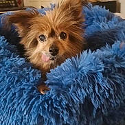 Littleguy joined the competition — help win amazing prizes! animal, canine, chihuahua, cockerspaniel, dog, dogbed, papillon, pet, puppy