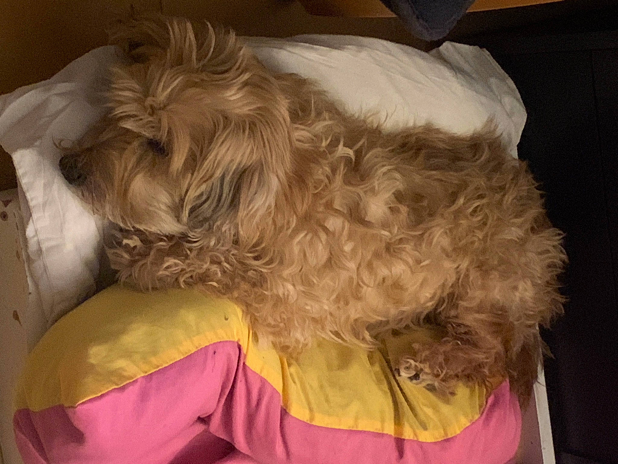 Poupette participe au concours pour gagner de l'argent avec cette photo : canidae, carnivore, collar, comfort, companion_dog, dog, dog_breed, dog_collar, dog_supply, ear, fur, liver, nap, pet_supply, small_terrier, sporting_group, terrier, toy_dog, water_dog, working_animal