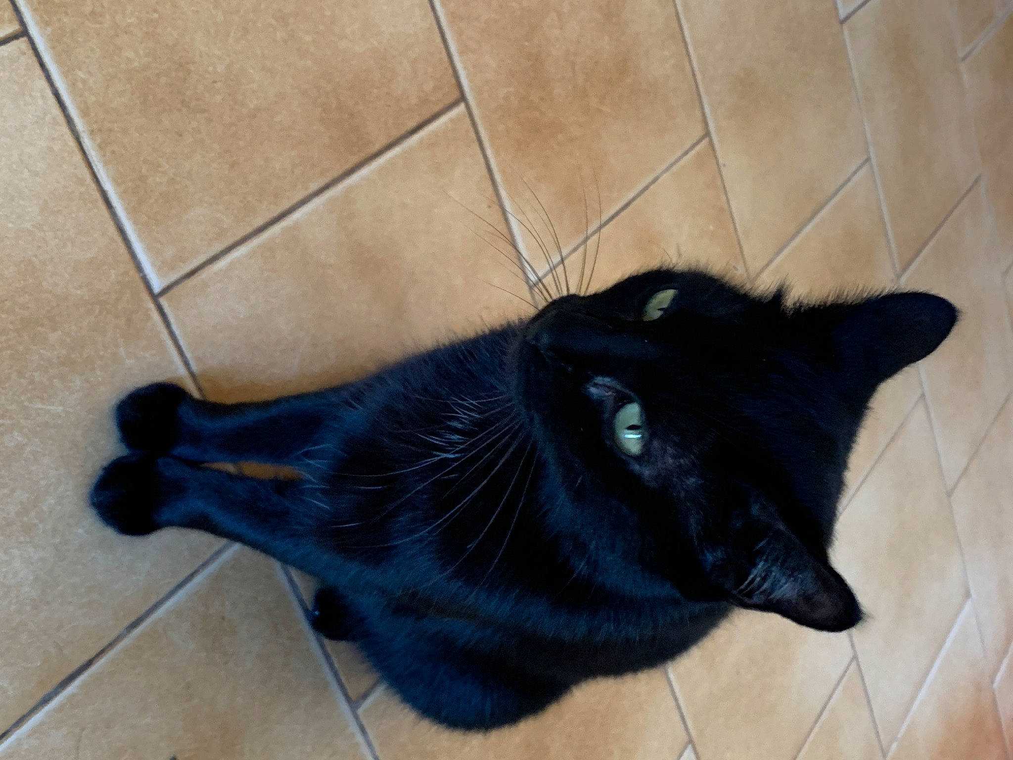 Frimousse a rejoint le concours — aidez-le/la à gagner de superbes lots ! black_cat, carnivore, cat, claw, dog_breed, domestic_short_haired_cat, ear, electric_blue, felidae, floor, flooring, fur, hardwood, paw, small_to_medium_sized_cats, tail, terrestrial_animal, tile_flooring, whiskers, wood