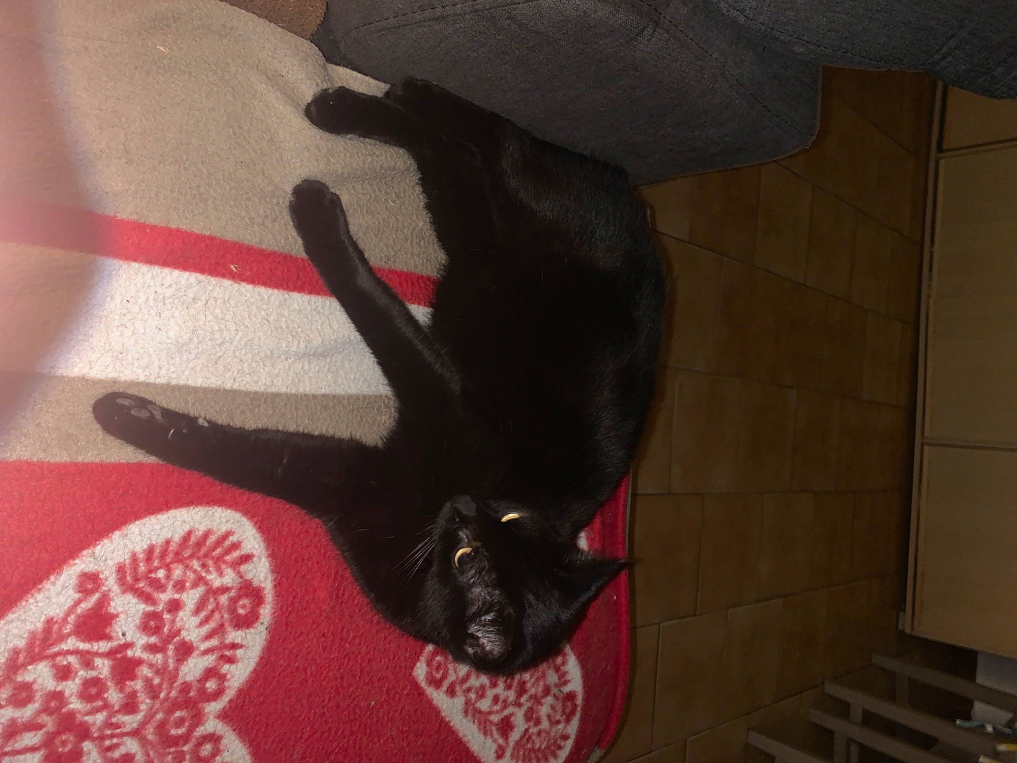 Frimousse participe au concours pour gagner de l'argent avec cette photo : black_cat, carmine, carnivore, comfort, companion_dog, dog_breed, fawn, felidae, flooring, fur, gesture, human_leg, linens, magenta, small_to_medium_sized_cats, sporting_group, tail, tints_and_shades, visual_arts, wrist