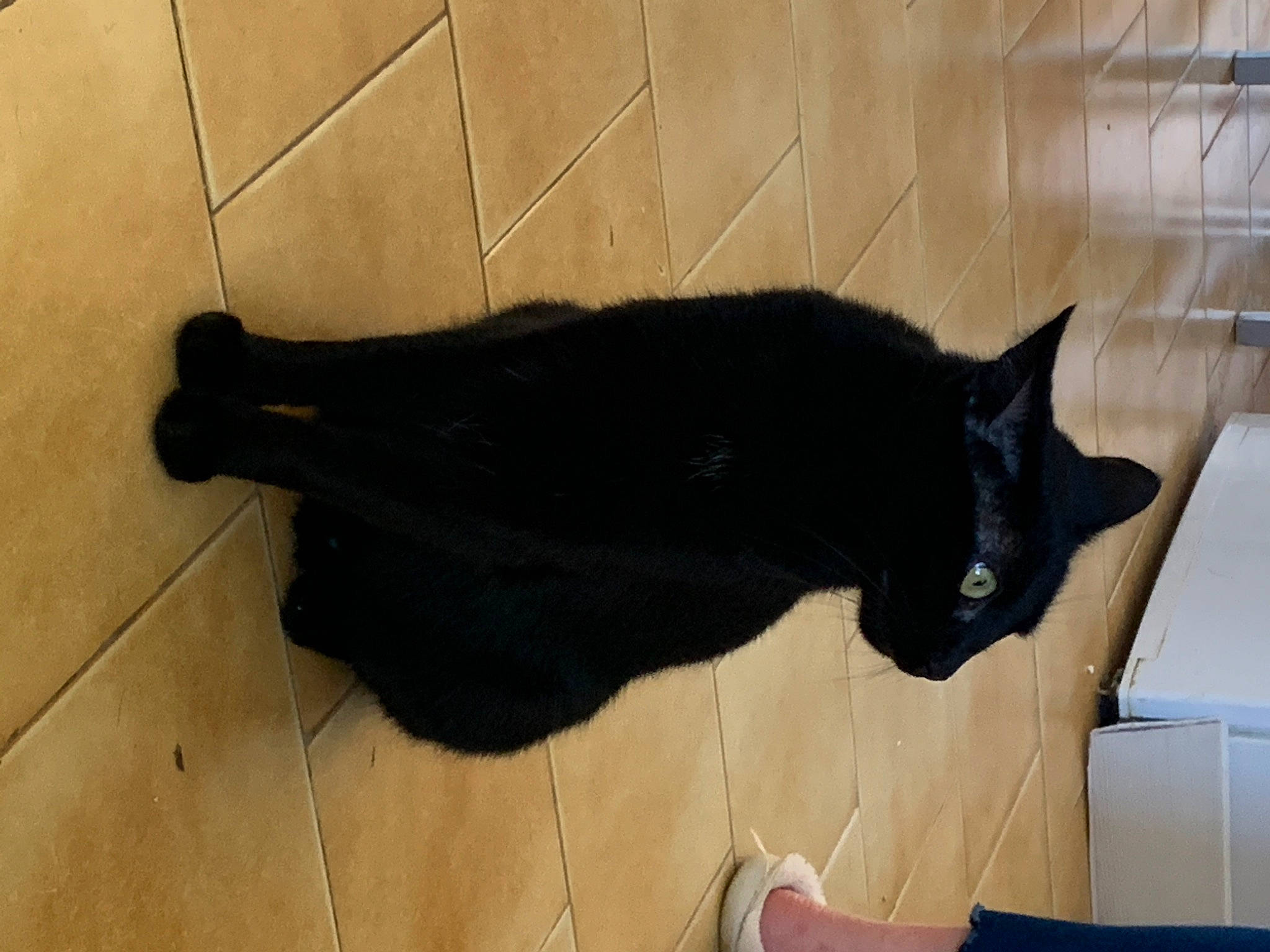 Frimousse a rejoint le concours — aidez-le/la à gagner de superbes lots ! black_cat, bombay, carnivore, cat, comfort, dog_breed, domestic_short_haired_cat, felidae, floor, flooring, fur, hardwood, small_to_medium_sized_cats, tail, terrestrial_animal, tile, whiskers, wood, wood_flooring