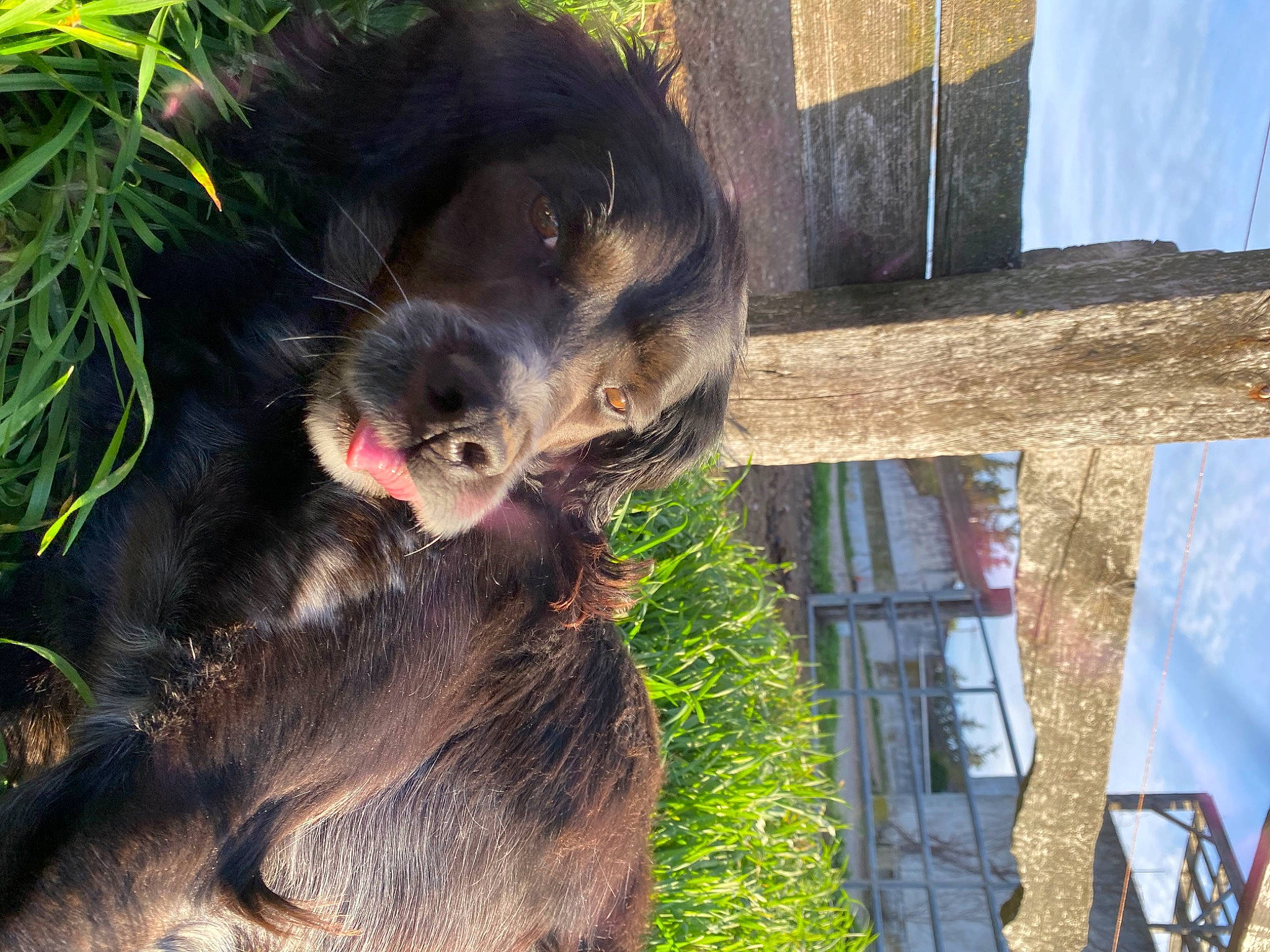 Niño a rejoint le concours — aidez-le/la à gagner de superbes lots ! adaptation, beak, carnivore, fur, grass, marsupial, plant, primate, sloth, snout, sporting_group, terrestrial_animal, wildlife, wood, working_animal, zoo