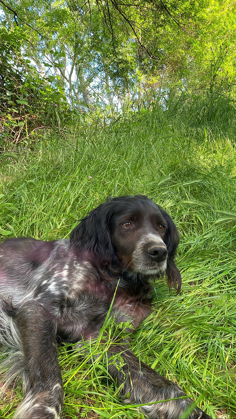 Niño a rejoint le concours — aidez-le/la à gagner de superbes lots ! canidae, carnivore, cocker_spaniel, companion_dog, dog, dog_breed, fur, grass, gun_dog, hunting_dog, liver, plant, retriever, russian_spaniel, snout, spaniel, sporting_group, terrestrial_animal, tree, working_animal