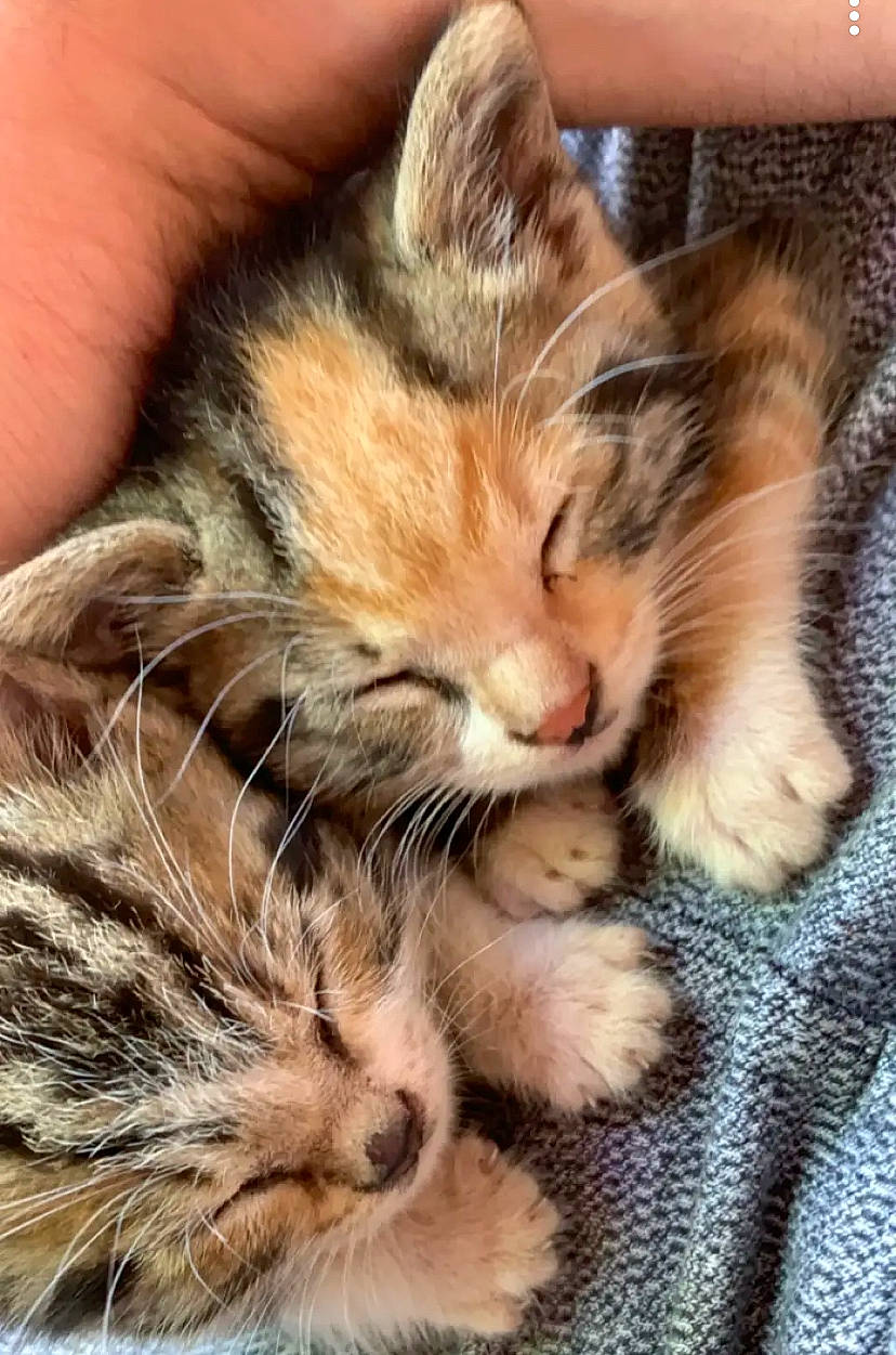 Lucifère a rejoint le concours — aidez-le/la à gagner de superbes lots ! carnivore, cat, claw, close_up, comfort, domestic_short_haired_cat, ear, fawn, felidae, fur, human_leg, nap, paw, small_to_medium_sized_cats, snout, tail, terrestrial_animal, tree, whiskers, wildlife