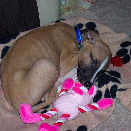 Buster is registered to the contest to win money with this photo: