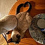 animal, beige, brown, cat, close_together, coasters, companionship, curled_tail, cute, decorative_plate, feline, fur, heart_shape, home_decor, indoor, pets, tabletop, tail, warm_lighting, wooden_table