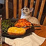 cat, cozy, curious, dining, dinner_plate, domestic, feline, food, fork, garlic_bread, green_beans, indoor, kitchen, lasagna, looking_up, meal, napkin, pet, table, wooden_chair