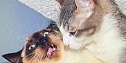 Levi And Tommy joined the competition — help win amazing prizes! animal, calm, cat, cats, closeup, cute, ears, expression, eyes, face, feline, funny, fur, indoor, interaction, mouth, pets, surprised, two_animals, whiskers