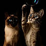 animal, blue_eyes, bubble, cat, cats, closeup, curious, cute, dark_background, feline, indoor, mystical, paw, pets, playful, portrait, siamese, soft_light, tabby, whiskers